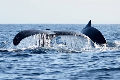 Baleines 2