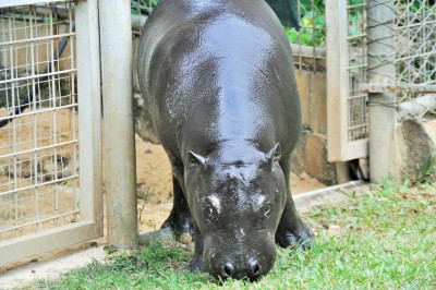 Casela Hippopotame Ile Maurice