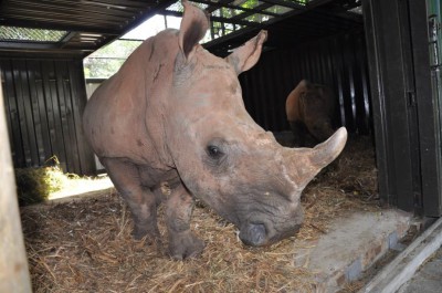 Rhinoceros Casela Ile Maurice