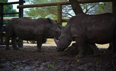 Casela Park Rhinoceros