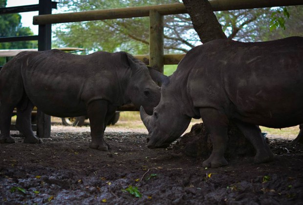 Casela Park Rhinoceros