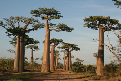 Madagascar Baobabs