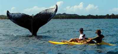 Festival des baleines Madagascar