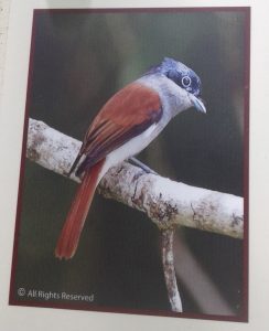 The Paradise Flycatcher on one of the signs of the park. Despite many tentatives, the small bird succeeded in avoiding our cameras.