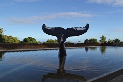 La nouvelle charte de 2017 limite entre autres, le temps d’observation des baleines, dauphins et tortues, à 45 minutes. L’observation depuis les airs est également réglementée : un ULM doit rester à plus de 300 mètres d’une baleine et un hélicoptère à plus de 500 mètres. La randonnée subaquatique avec les mammifères marins est tolérée à condition d’avoir « une attitude passive et contemplative ». La charte n’a pas de portée juridique mais elle encourage le public à avoir une démarche citoyenne écoresponsable.