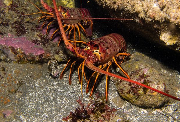 Spiny Lobster