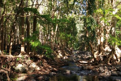 Gorges Riviere Noire Environnement BM