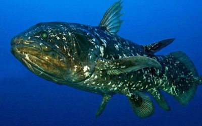 coelacanthe