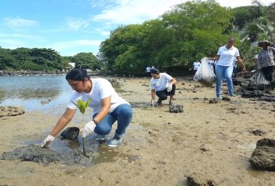 Le Preskil Island Resort plante 2 000 mangroves à Pointe d’Esny