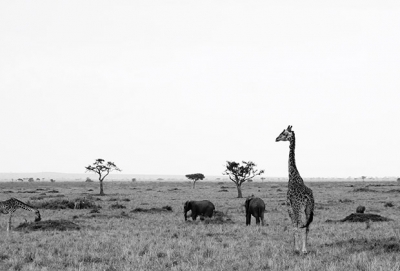 Au 7e ciel dans le Maasai Mara