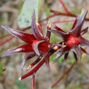 fleur d'hibiscus