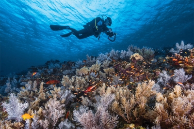 [ Mayotte ] Plongez dans un immense aquarium naturel - Travel-Iles