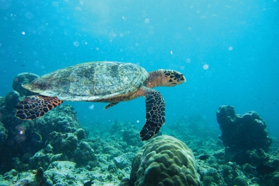 Maldives : Paradis de la plongée sous-marine - Travel-Iles