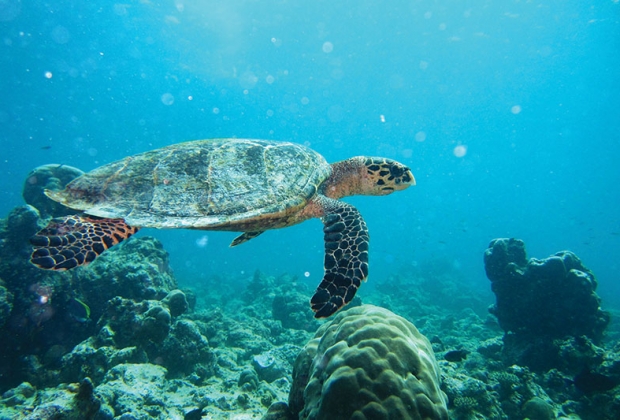 Maldives : Paradis de la plongée sous-marine - Travel-Iles