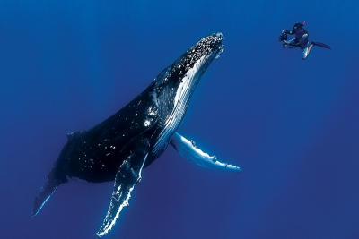 Greg Lecoeur, photographe de l’année 2016 de National Geographic - Travel-Iles