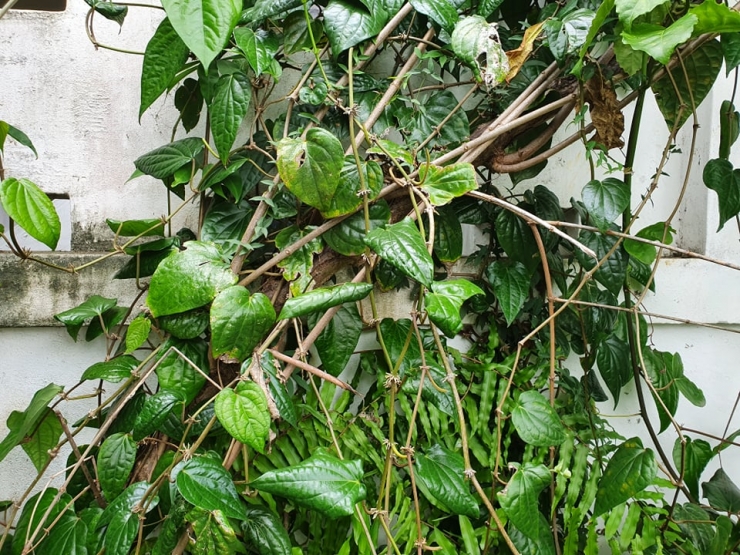 Le Bétel : plante médicinale et sacrée 