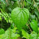 Le Bétel : plante médicinale et sacrée 