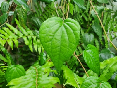 Le Bétel : plante médicinale et sacrée 