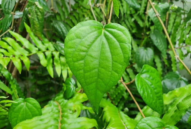 Le Bétel : plante médicinale et sacrée 